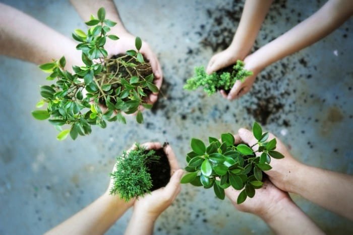 Peran tanaman dalam menciptakan lingkungan perumahan yang sehat