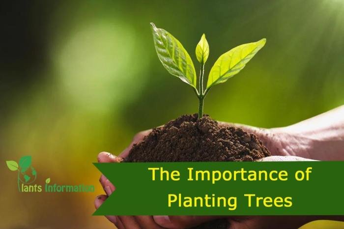 Plants important why plant kingdom ppt powerpoint presentation oxygen ecosystem esthetic shelter medicine value clothing services food Plants important why plant kingdom ppt powerpoint presentation oxygen ecosystem esthetic shelter medicine value clothing services food